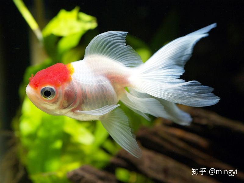 最新品种金鱼，探索水族世界的奇妙生物