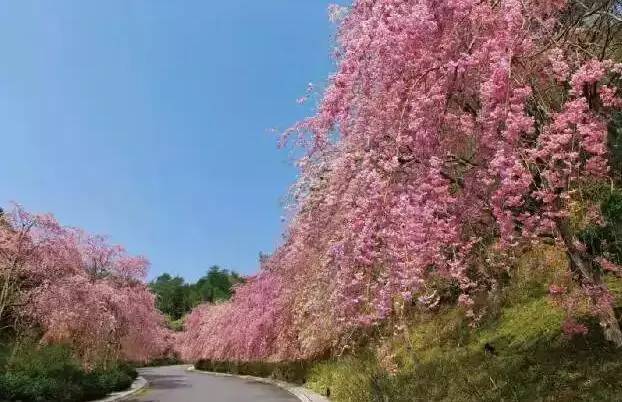 桃花园最新视频，自然与艺术的完美融合