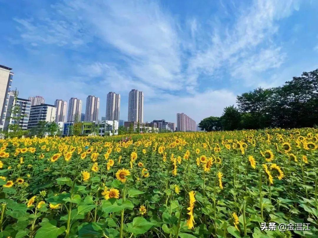 温江向日葵最新盛况