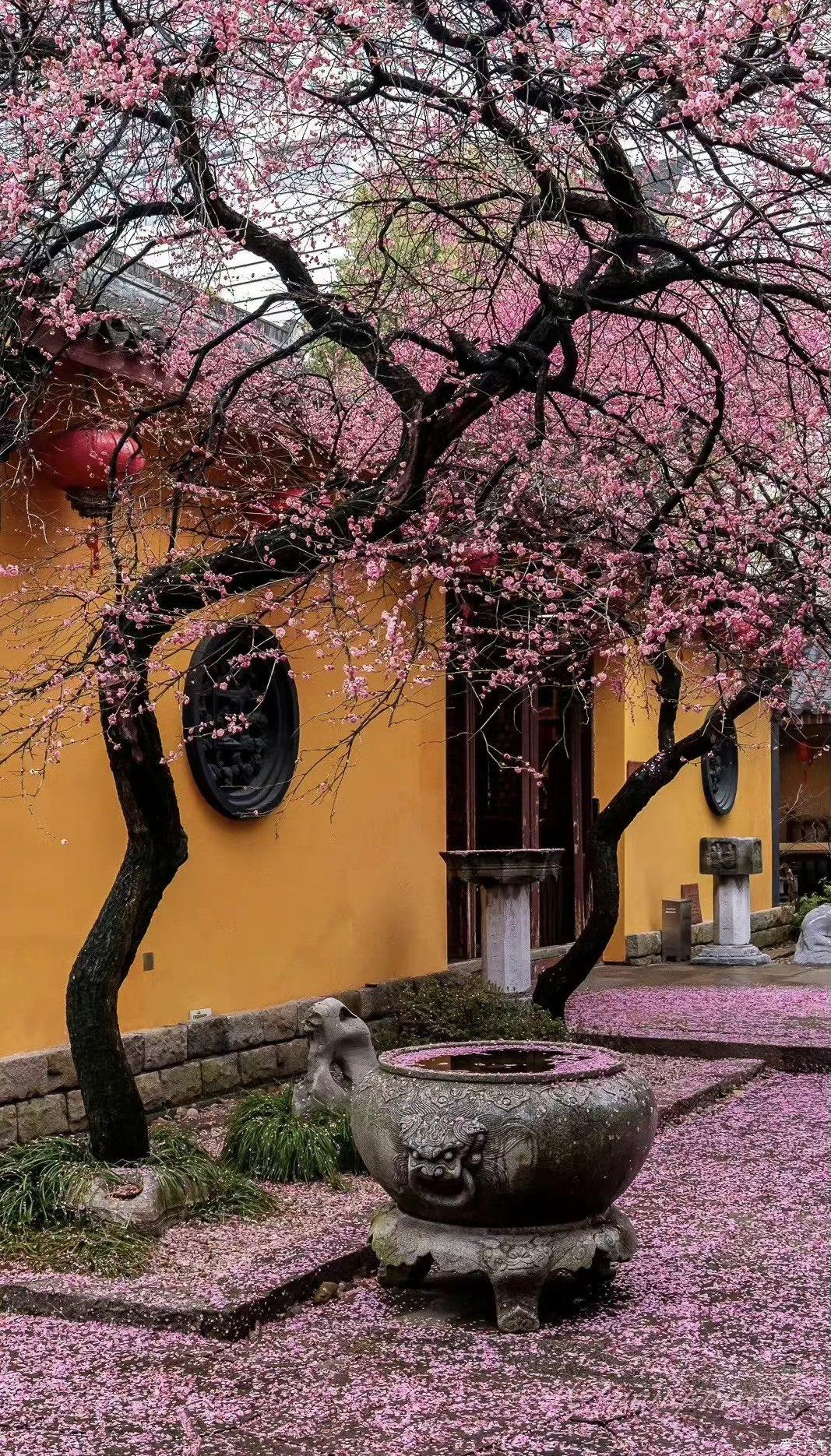 湖州铁佛寺梅花盛景