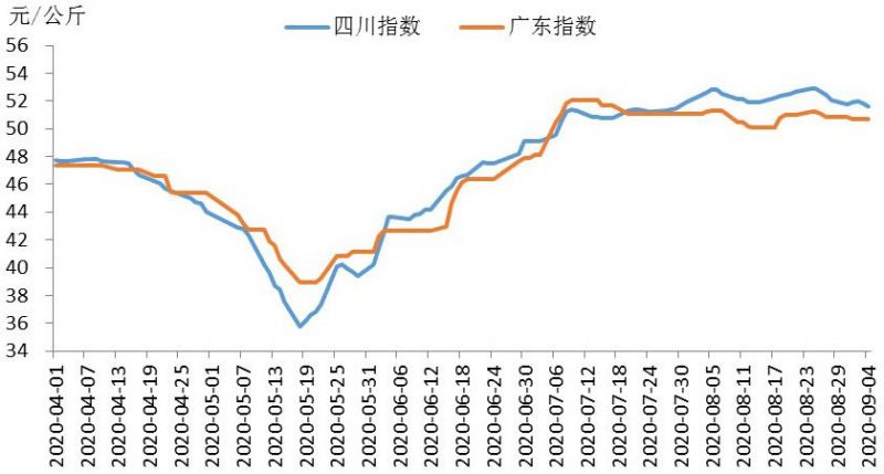 今日市场动态，最新肉猪价格解析